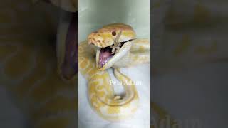 Snake eating food !! #Yellowpython #reptile #rare #snake #animals #cunteanimals #Petsadam #Shorts