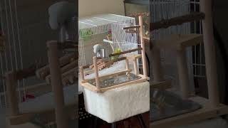 Happy Budgies, New play set #bi#budgiesound #budgies #birdslover #pets #ytshorts #shorts