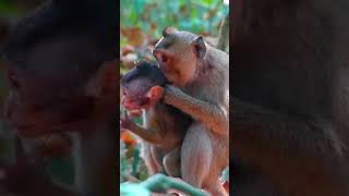 Ep214. Cute Monkey Goes Bananas in Adorable Viral Video!