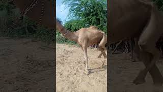 Beautiful Camel trapped in rope || desert Thar || #camels #animals #thardesert