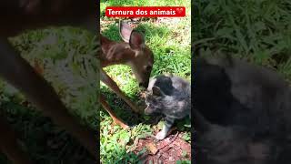 Ternura dos animais❤️