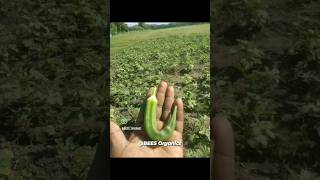 Organic Farming | Ladies Finger Cultivation Part 02 | BEES Organics