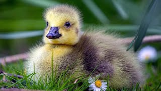 💛Sweet Little Fluffballs! Mother Duck Protects her Ducklings💛