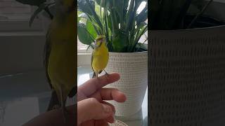 Green singer singing #birds #goldfinch #lovebirds #green #singer #viral #love #europeangoldfinch