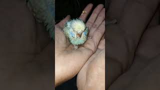 Mashallah #viral #goneviral #birds #lovebird #ilovebirds