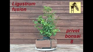 Ligustrum fusion  privet bonsai 8