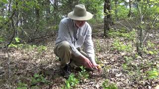 Rocky Woods & Seepy Meadows: Hoary Puccoon