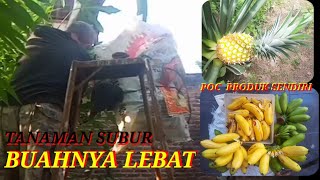 PISANG BUAH LEBAT SEKALI DIPUPUK OGANIK CAIR (POC) BUATAN SENDIRI.