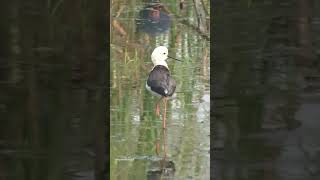 गज़ब का बैलेंस होता है इनका #birds #beautiful #shortsfeed #nature #shorts #beautiful #ytshorts #look