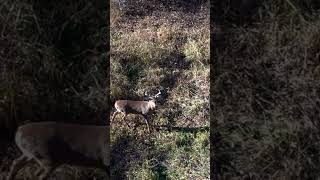 Self taped buck falls within sight!  #deer #deerhunting #bowhunt #shorts #tradlife