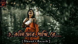 ও কলিজার পাখি রে_🦋[Showed + Reverb ] O Kolizar Pakhi Re/Khondokar Rashed | Bangla new lofi song 2024