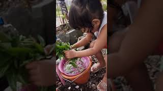 Anak kecil panen kangkung depan rumah