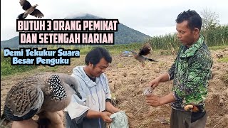 Butuh 3 Orang Pemikat Dan Waktu Setengah Hari Untuk Mendapatkan Tekukur Pintar Ini, Langsung Naik SL