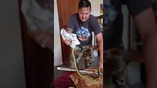 Boomslang - Africa's most venomous snake and having to go "hands on".