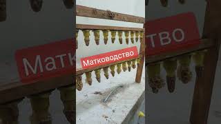 матководство пчелы пчелиная матка #пчеловодство