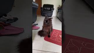 Say Hello to Wednesday...Our neighbor's cat #pets  #shortsvideo #cutecat  #cutepetsvideo