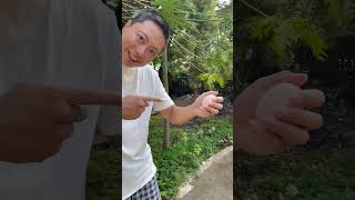 Giant chicken egg found in our backyard coop. #giantegg #shortvideo #shorts  #chicken #homestead