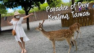 Paradise of Deer| kenting Taiwan 2022