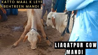 Katoo Maal K leye Behtreen Mandi Liaqatpur Cow Mandi|