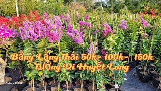 Bằng Lăng Thái, Tường vi Huyết long - 0902.456.209 Nam