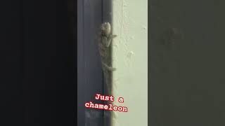 just a chameleon