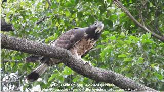 Oriental Honey-buzzard (Pernis Ptilorhynchus torquatus - Male) @ Chiu S C DSCN2194