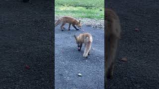 Fox Fruit Toss !!🍎🍏🍐