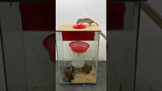 Best mouse trap idea//creative mouse trap #rattrap #mousetrap #shorts