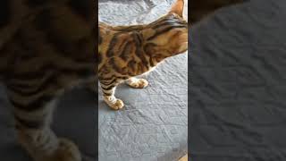 miauczenie kota bengalskiego. zapraszam na mój kanał #plastycznamama  #bengalcat #shorts #cat #kot