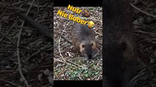 Nutr nie Bober 🦫 #funny #animals #bober