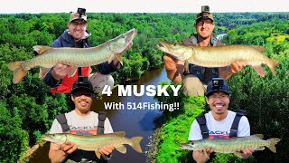 Outstanding Musky Fishing with @514fishing_official