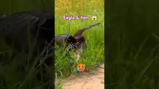 Amazing eagle and hen #srilanka #india #italy #shorts #viralvideo #trending #share