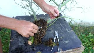 Michelangelo Book | Bonsai Courses