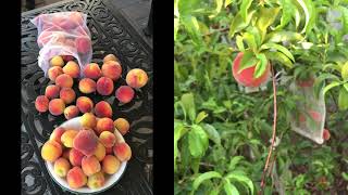 Growing Peaches in AZ