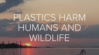 Plastics Harm Humans and Wildlife