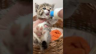 Baby’s milk for baby kitten