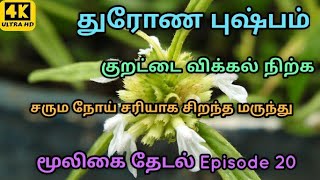 மூலிகை தேடல் Episode 20 - குறட்டை விக்கல் நிற்க l தலைபாரம் சரியாக l துரோண புஷ்பம் l தும்பை பூ பயன்