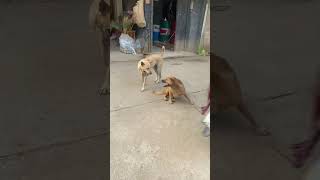 Dog fight # street dogs #shortsvideo