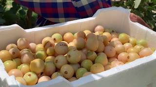 شجره البمبر او سبستان دبق او المخيط او الهبو او الجاو او غوج البحرين cordia myxa