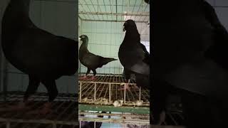 black biuty #pigeon #bd #bird #kabootar #whitepigeon #pigeonlover #king #fancy #religion