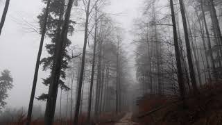 Relaxing Virtual Drive Through Foggy Forest / 1 Hour Rain Sound on Car Roof