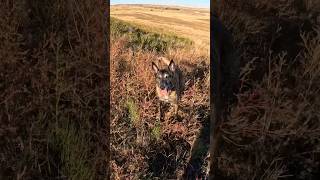 Human remains search near the Missouri River. #belgianmalinois #searchdog #workingdog