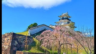 Beautiful Japanese castle and cherry blossoms【4K】Walking street　掛川城