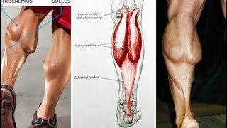 اطالة عضلة البطه (السمانه) الهامه للجري (أفضل وضعيه للاطاله) 🤔🤔 !  How to stretch your Calf muscle