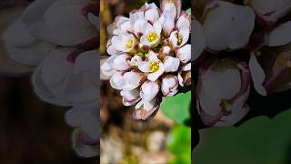 Danish scurvy-grass, a species of Scurvy-grass. #photography #shorts #macro #flowers #macro #nature