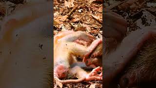 #monkey #babymonkey #monkeycry #newbabymonkey #newbornbaby #fbreel #facebook #short #shortvideos #Mo