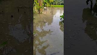 মুসাপুরের জোয়ারে পানিতে ভয়াবহ চিত্র #musapur #noakhali #shorts #shortvideo