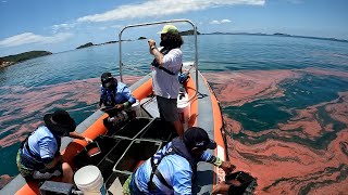 Coral Spawning on Woppaburra sea Country