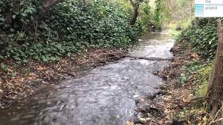 Wet+Dry Monitoring Wildcat Creek at Davis Park (WIL050)