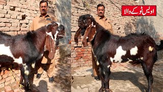 Biggest Amritsari Breeder Goats Of Awais Tokey Wala Lahore 2023